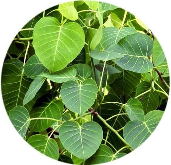product-front-image